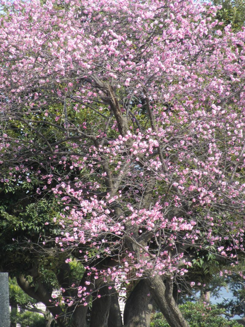 IMG_8061