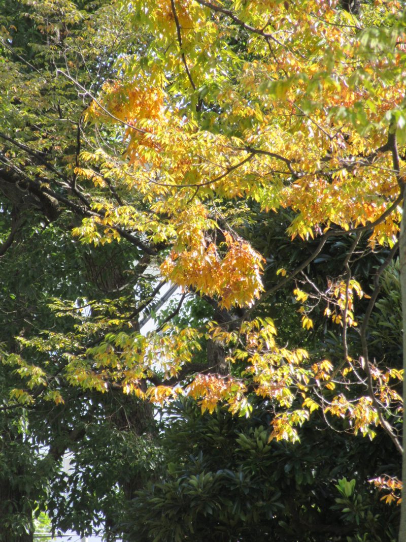 IMG_0048